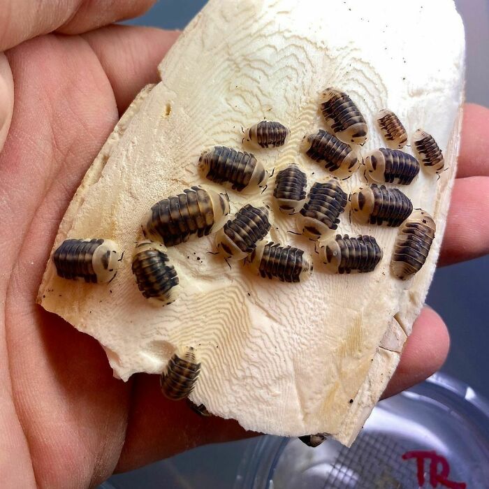 White Head Duckys, A Beautiful Isopods Species From North Thailand