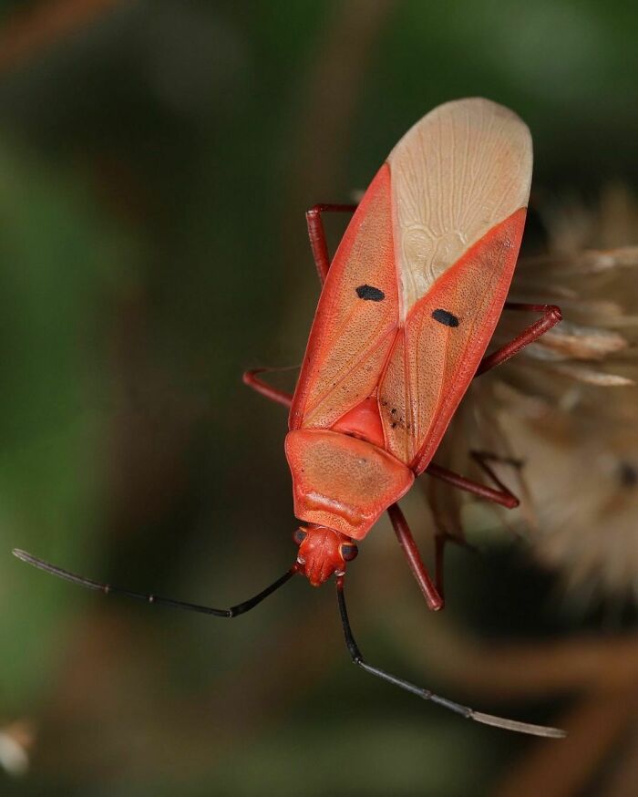 Cotton Stainer