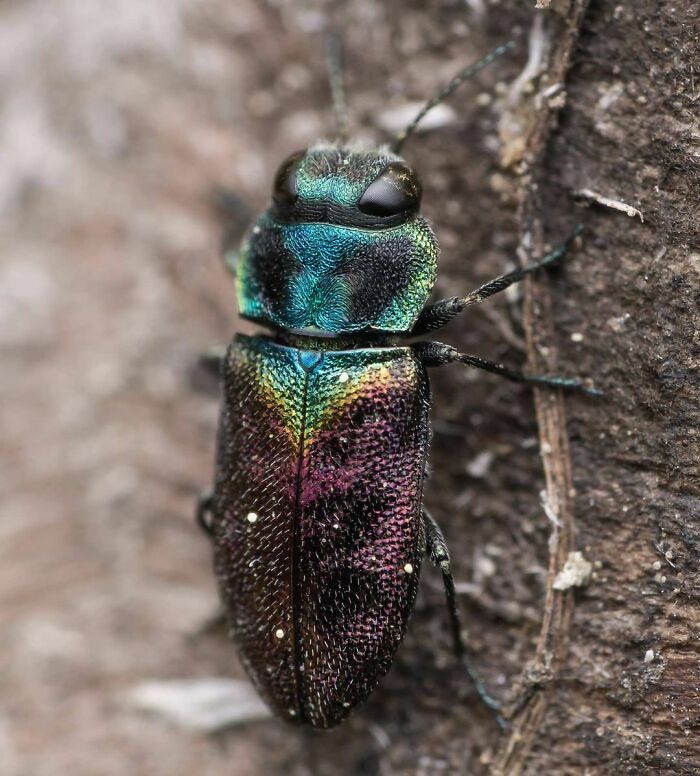 Buprestid Beetle