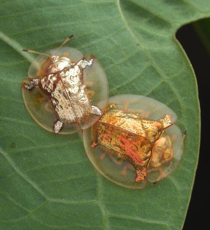 Tortoise Beetle