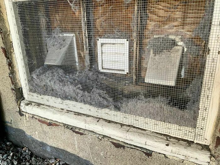 Cotten Lint…cotten Candy