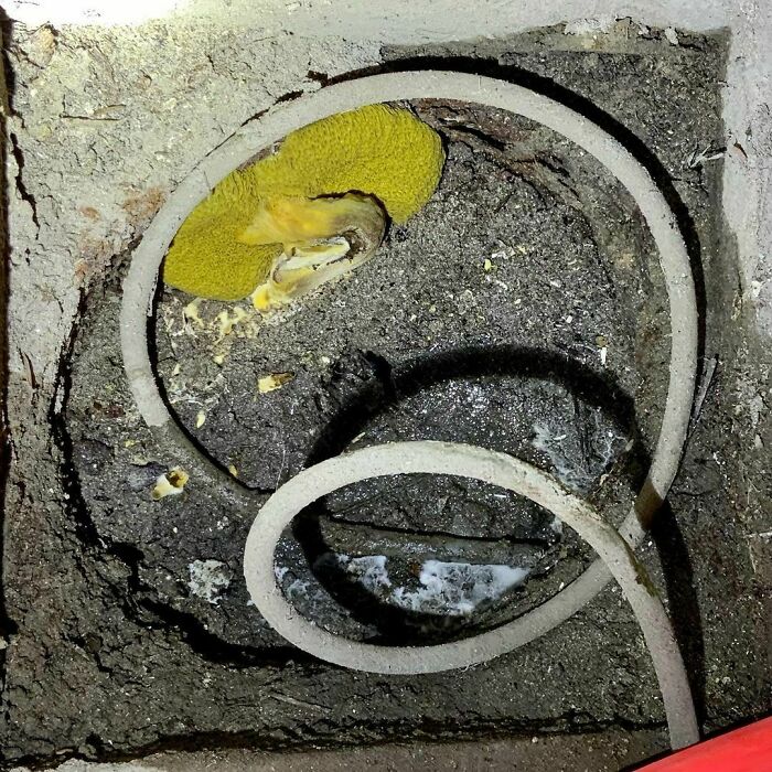 What Is Greenish, Slimy And Furry At The Same Time And Is Growing At The Sewer Clean Out? I Don’t Know But It Sure Looks Shitty!