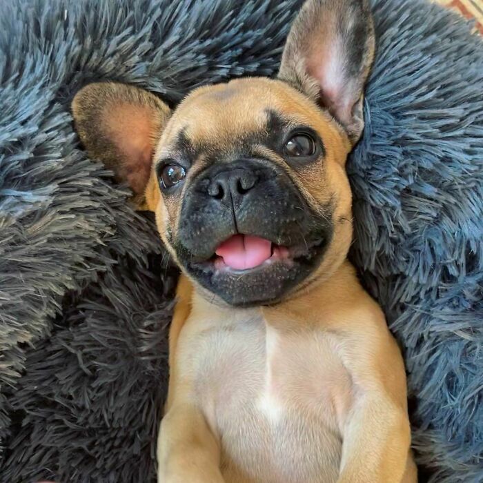 French Bulldog