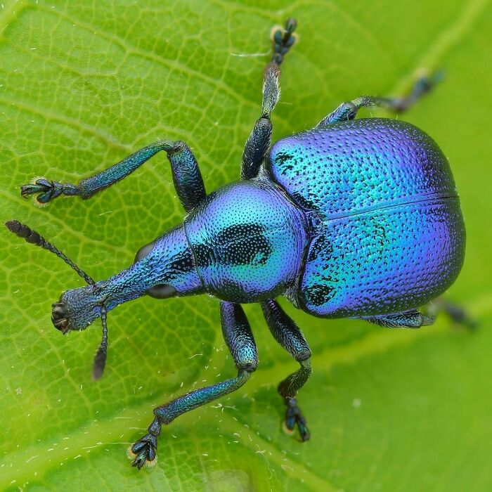 Blue Beetle