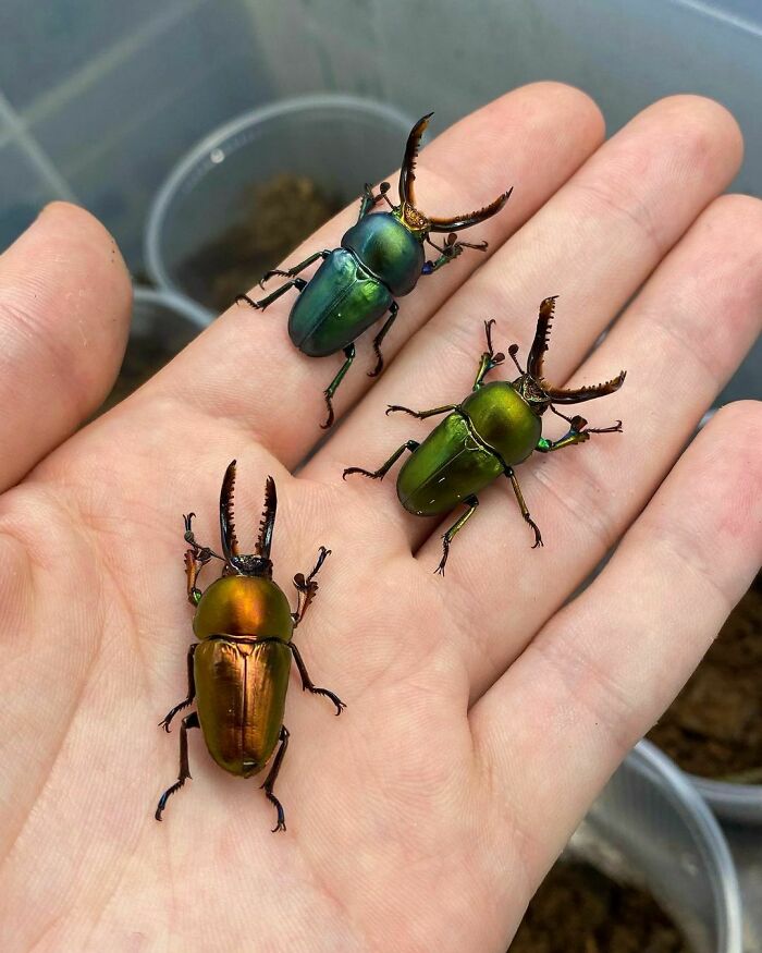 A Beautiful Small Stag Beetle Species Lamprima Adolphinae From New Guinea