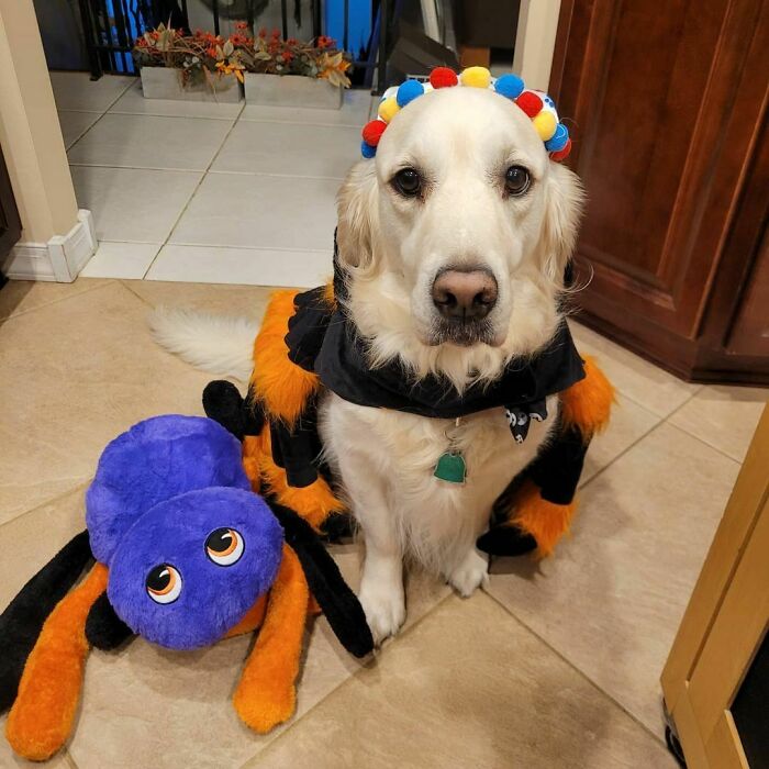 The Best Tarantula Around