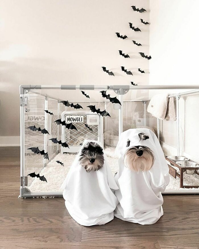 You’ve Heard Of Casper The Friendly Ghost But Have You Heard Of Mushu And Mowgli The Wonky Ghosts? The Only Spooky Thing This Season Is Mom’s DIY Skills