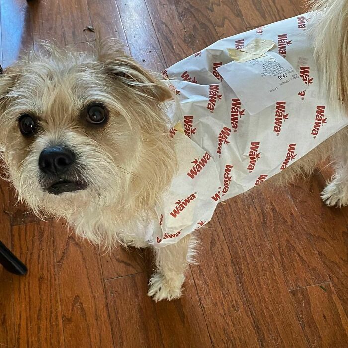 When Your Name Is Hoagie And It’s Almost Halloween