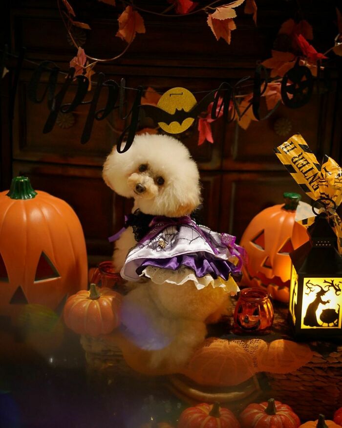 Her Halloween Costume