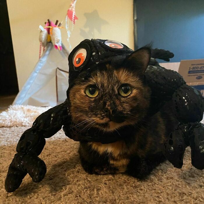 Mom & Dad Don’t Have Their Costumes For Halloween Yet But They Got Me One Already