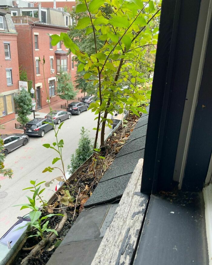 ¡El nuevo canal verde!