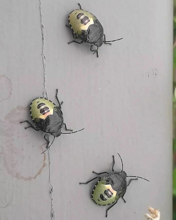 Some Of The Most Interesting Bugs Ever