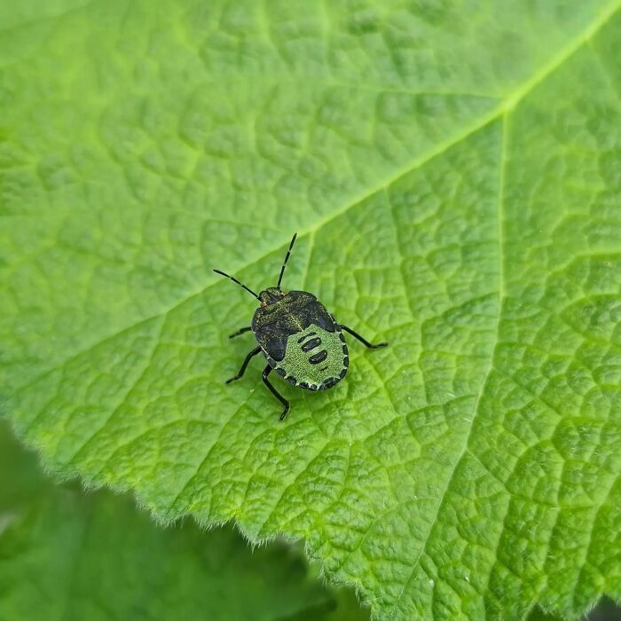 Green Stink Bug
