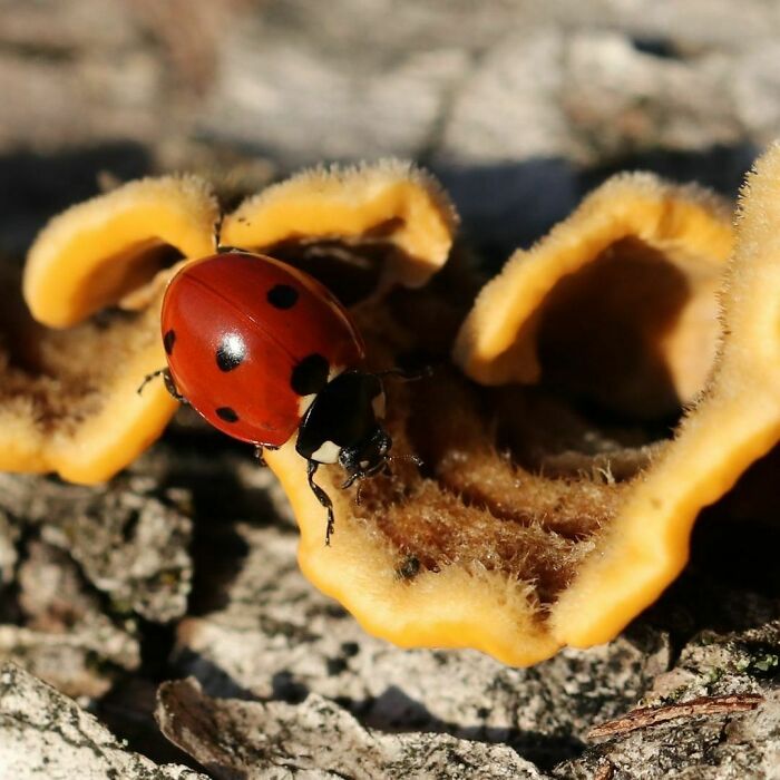 An Autumn Lucky Charm