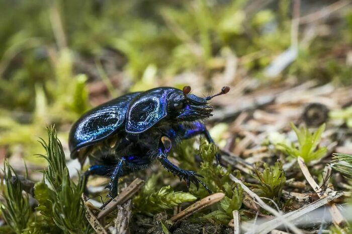 A Bug In My Backyard