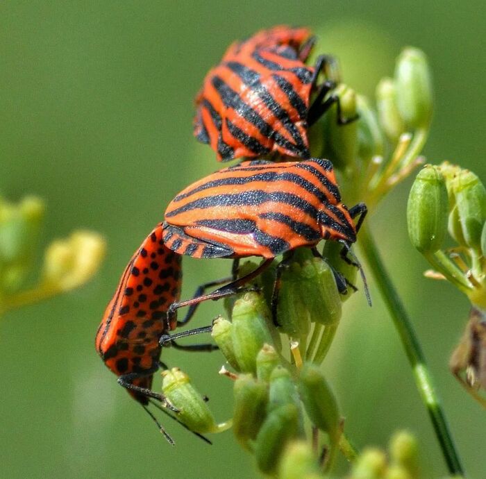 Striped Shield Bugs