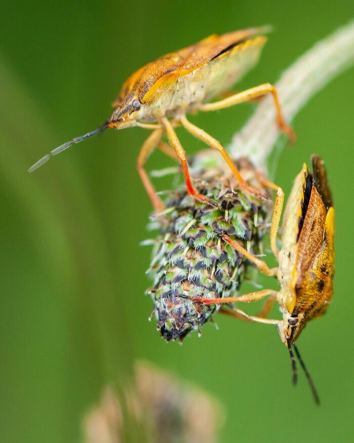 Two Shield Bugs