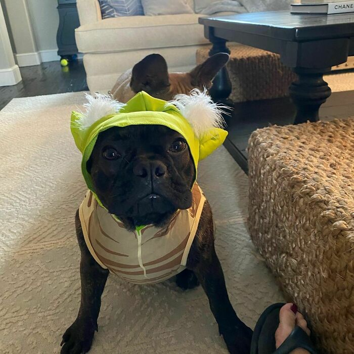 Why Does She Keep Putting These Things On Us… I Look Like A Green Monster But She Says It’s Yoda