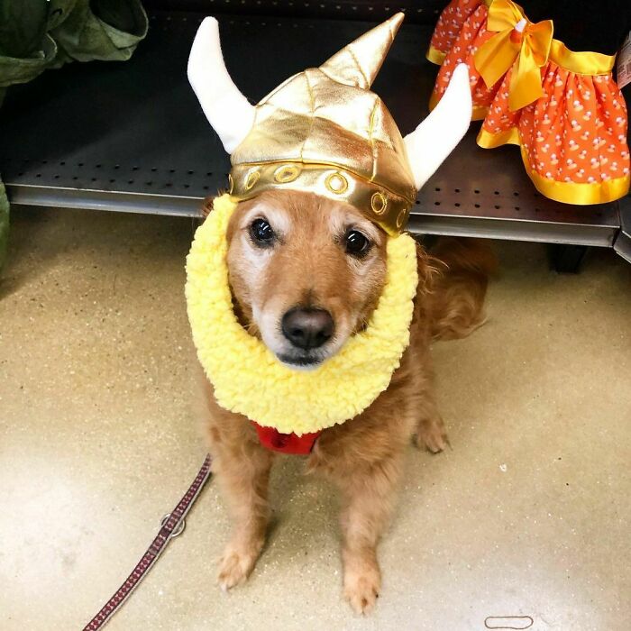 I Am About That Viking Life