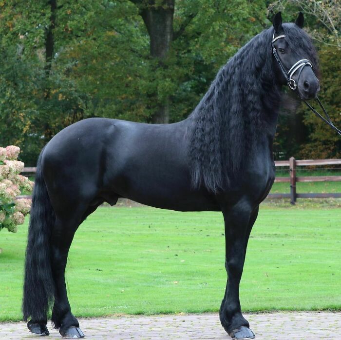 Black horse