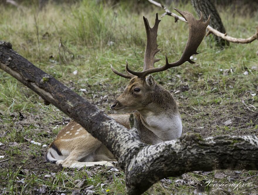 Deer In The Dunes
