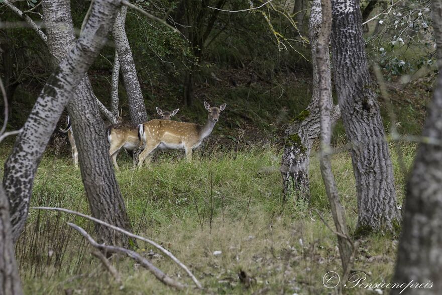 Young Female Deer In The Dune