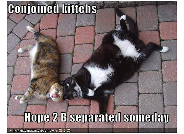 My Cats Daisy And Jake