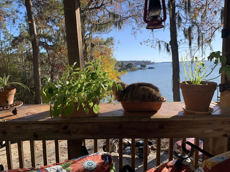 My Happy Little Life