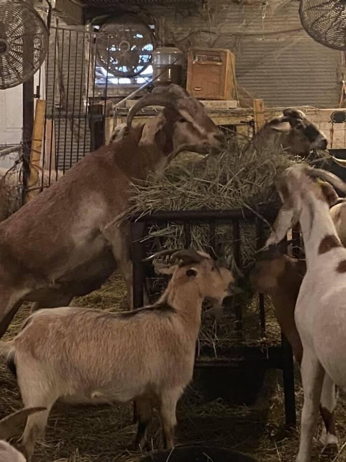 A New Kind Of Animal Rescue: Check Out These Cute Goats And Sheep