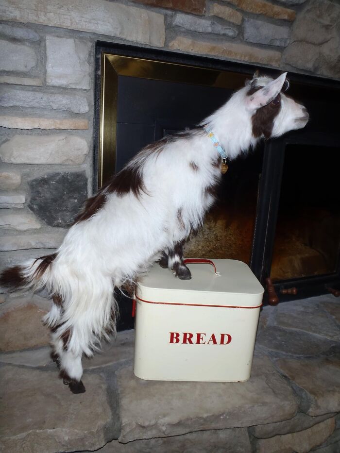 A New Kind Of Animal Rescue: Check Out These Cute Goats And Sheep