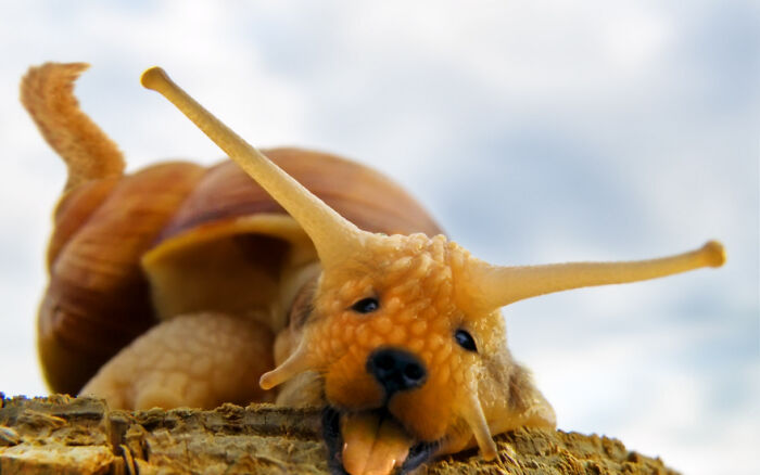 Digital Artists Were Challenged To Create New Creatures In Photoshop And Here Are The Best Ones (33 Pics)