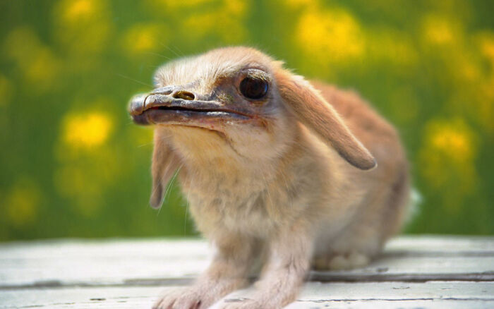 Digital Artists Were Challenged To Create New Creatures In Photoshop And Here Are The Best Ones (33 Pics)