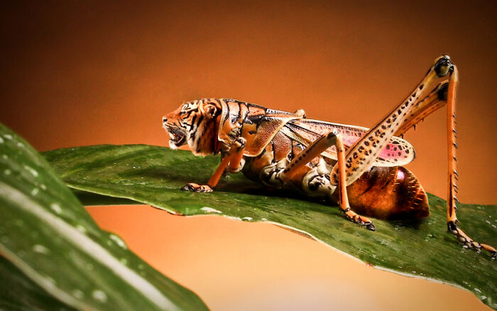 Digital Artists Were Challenged To Create New Creatures In Photoshop And Here Are The Best Ones (33 Pics)