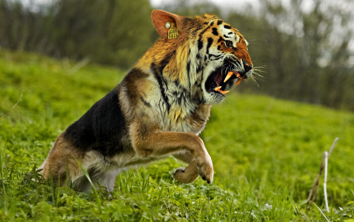 Digital Artists Were Challenged To Create New Creatures In Photoshop And Here Are The Best Ones (33 Pics)