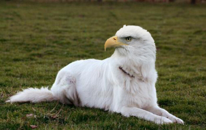 Digital Artists Were Challenged To Create New Creatures In Photoshop And Here Are The Best Ones (33 Pics)