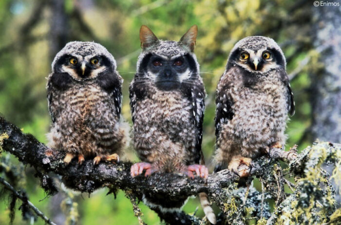 Digital Artists Were Challenged To Create New Creatures In Photoshop And Here Are The Best Ones (33 Pics)