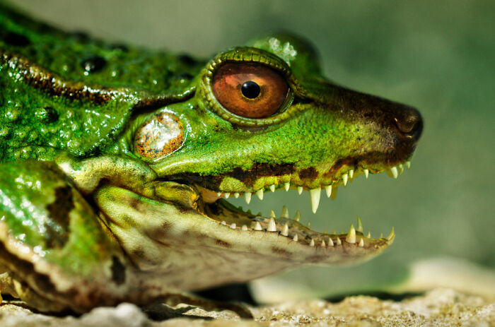 Digital Artists Were Challenged To Create New Creatures In Photoshop And Here Are The Best Ones (33 Pics)