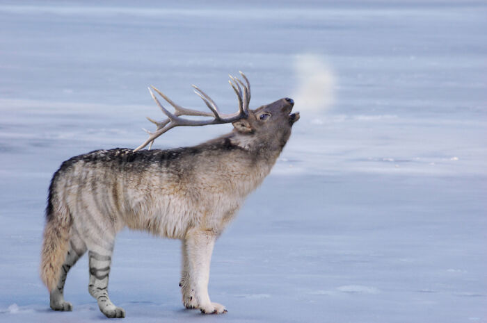 Digital Artists Were Challenged To Create New Creatures In Photoshop And Here Are The Best Ones (33 Pics)