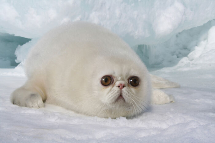 Digital Artists Were Challenged To Create New Creatures In Photoshop And Here Are The Best Ones (33 Pics)