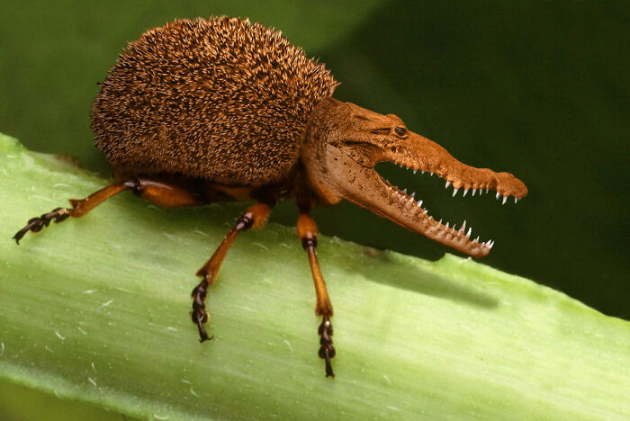 Digital Artists Were Challenged To Create New Creatures In Photoshop And Here Are The Best Ones (33 Pics)