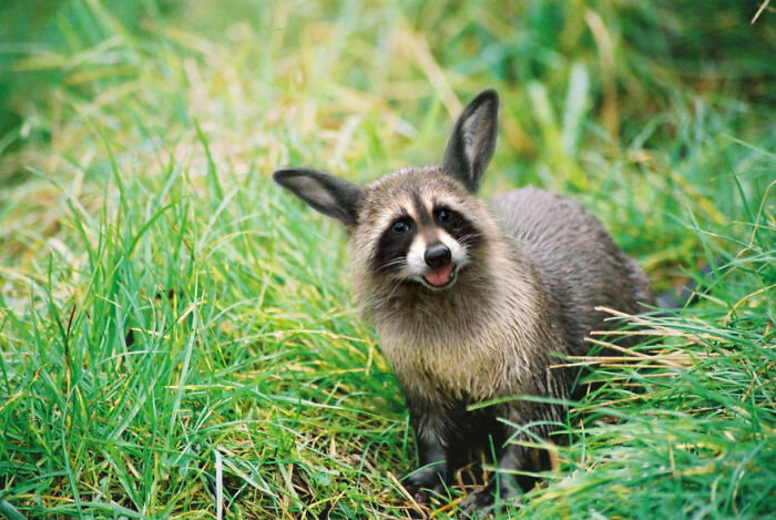 Digital Artists Were Challenged To Create New Creatures In Photoshop And Here Are The Best Ones (33 Pics)