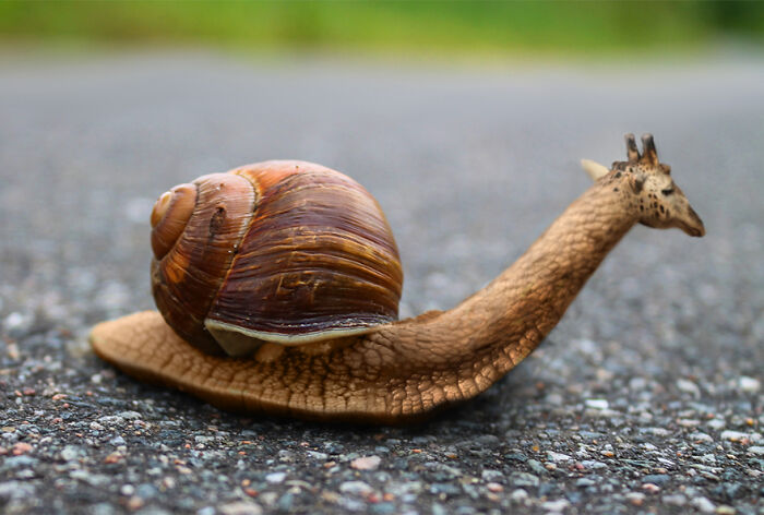 Digital Artists Were Challenged To Create New Creatures In Photoshop And Here Are The Best Ones (33 Pics)