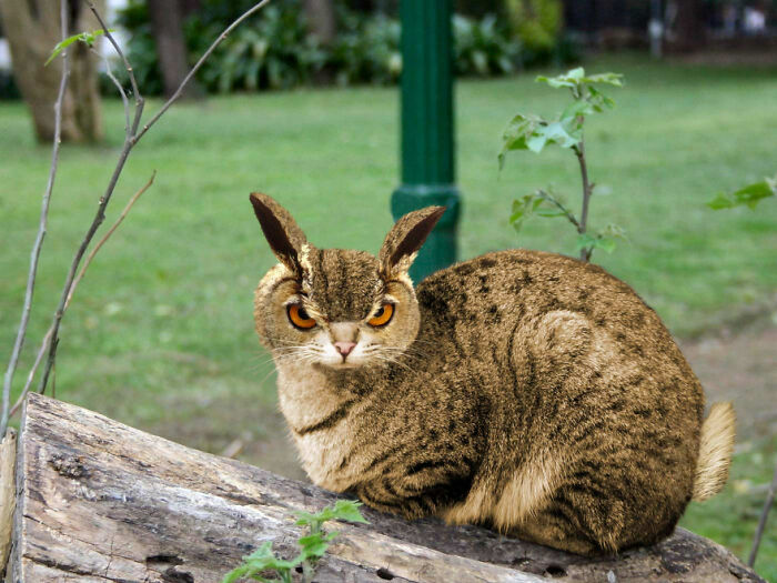 Digital Artists Were Challenged To Create New Creatures In Photoshop And Here Are The Best Ones (33 Pics)