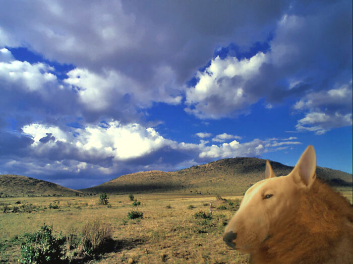 Digital Artists Were Challenged To Create New Creatures In Photoshop And Here Are The Best Ones (33 Pics)