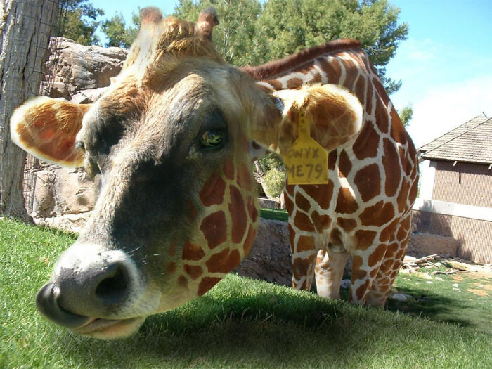 Digital Artists Were Challenged To Create New Creatures In Photoshop And Here Are The Best Ones (33 Pics)