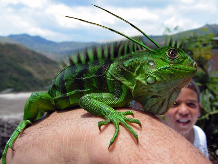 Digital Artists Were Challenged To Create New Creatures In Photoshop And Here Are The Best Ones (33 Pics)