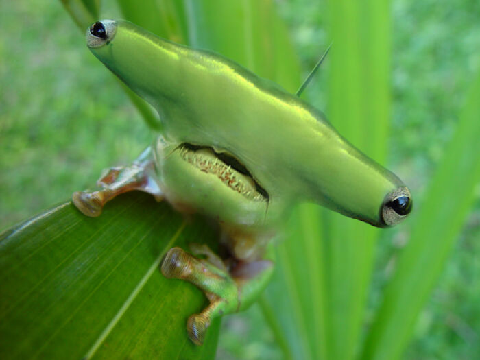 Digital Artists Were Challenged To Create New Creatures In Photoshop And Here Are The Best Ones (33 Pics)