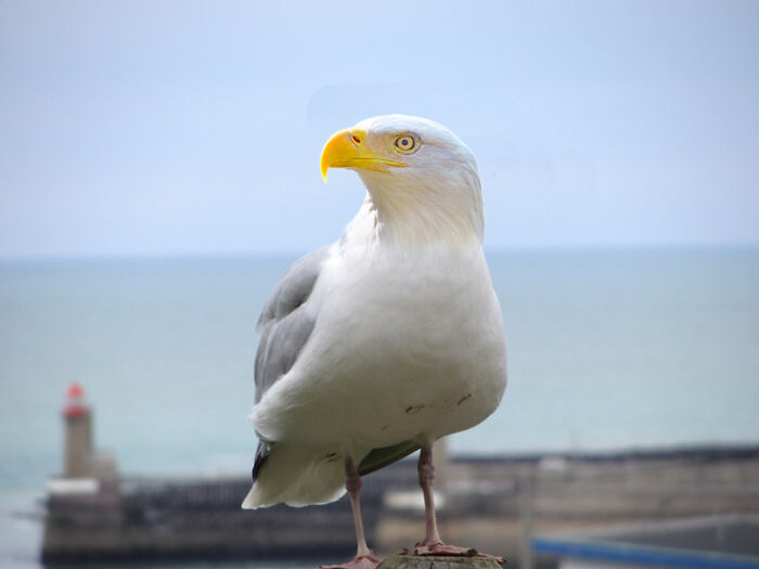 Digital Artists Were Challenged To Create New Creatures In Photoshop And Here Are The Best Ones (33 Pics)