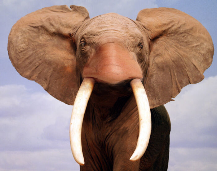 Digital Artists Were Challenged To Create New Creatures In Photoshop And Here Are The Best Ones (33 Pics)