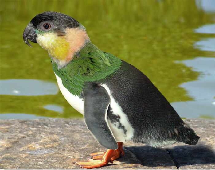 Digital Artists Were Challenged To Create New Creatures In Photoshop And Here Are The Best Ones (33 Pics)